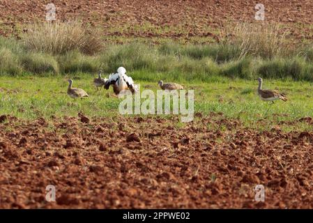 Great bustard male doing the nuptial dance with 4 females at the first light of day in a cereal steppe in central Spain during the mating season in sp Stock Photo