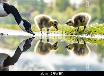 Canada goose frankfurt germany sale