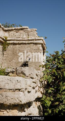 Lizards lounging in the sun at the Mayan ruins of Tulum, Yucatan
