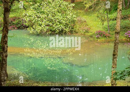 A tranquil outdoor scene of a lush green pond situated in the middle of a vibrant forest filled with colorful wildflowers Stock Photo