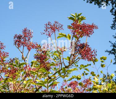Sambucus nigra is a genus of flowering plants in the family Adoxaceae. The various species are commonly called elder or elderberry. Stock Photo