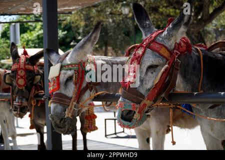 Donkeys in MIjas - Andalusia region, Spain Stock Photo