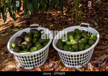 Two white plastic baskets full of freshly picked Hass avocados, persea americana. Harvest in orchard on Tamborine Mountain, Queensland, Australia. Stock Photo