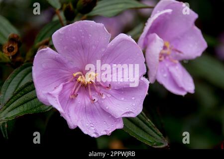 Pink Melastoma Flower Elixir