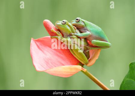 Close-up of two dumpy frogs sitting on a tropical flower, Indonesia Stock Photo