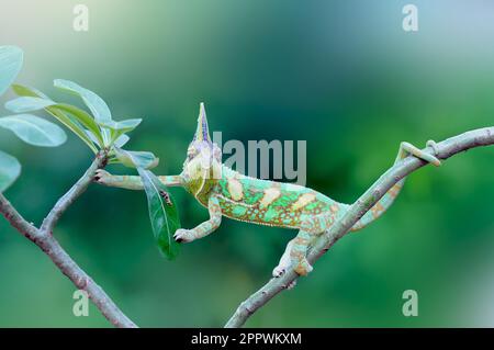 Portrait of a male veiled chameleon on a branch, Indonesia Stock Photo