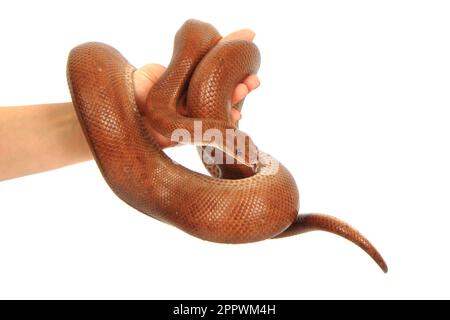 rainbow boa snake isolated on the white background Stock Photo