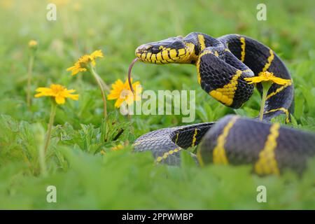 Boiga dendrophila snake in the grass ready to strike, Indonesia Stock Photo