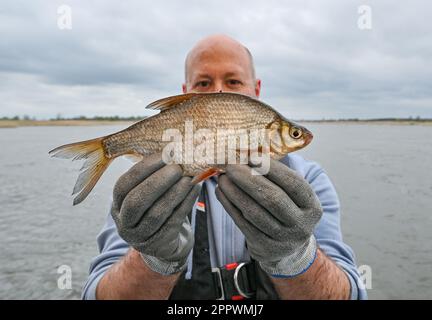 25 April 2023, Brandenburg, Küstrin-Kietz: Thilo Damerau, scientist at the Leibniz Institute of Freshwater Ecology and Inland Fisheries (IGB), shows a specimen of the fish species 'Güster' previously caught with a net on board a research vessel on the German-Polish border river Oder. Steffi Lemke (Greens), Federal Minister for the Environment, informed herself on the same day during a scientific trawl fishery about the current situation after the environmental disaster in 2022. The massive fish kill in the Oder River in the summer of 2022 continues to be the subject of current research. The Le Stock Photo