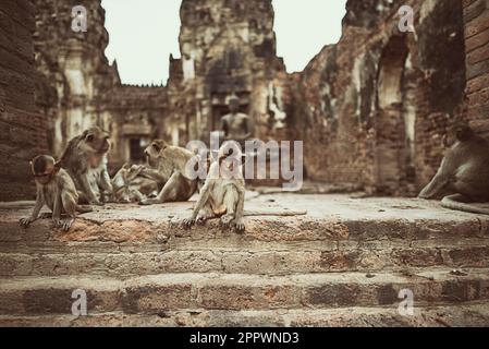 Troop of Monkeys sitting on steps of Phra Prang Sam Yot Temple, Lopburi, Thailand Stock Photo