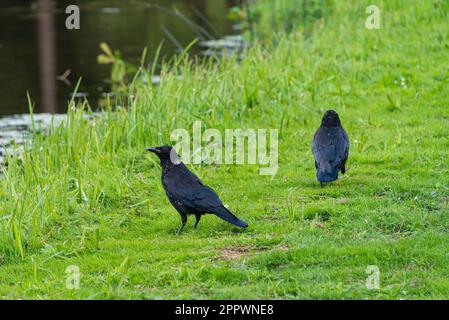 Two carrion crows (Corvus corone) on the bank of a lake Stock Photo