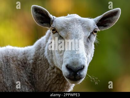 Close-up portrait of a Sheep with grass sticking out of its mouth, British Columbia, Canada Stock Photo