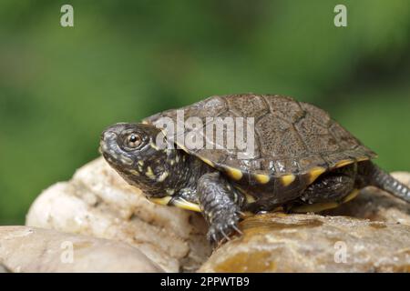 Baby turtle close up photo, European pond turtle (emys orbicularis) native species. Stock Photo