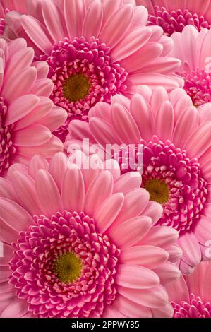 Pink Gerbera Flowers Detail Stock Photo