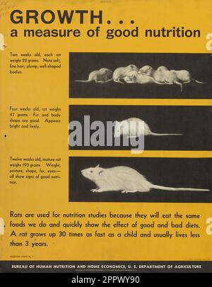 Growth, a measure of good nutrition : rats are used for nutrition studies because they will eat the same foods we do and quickly show the effect of good and bad diets. by United States. Bureau of Human Nutrition and Home Economics Publication date 1946 Stock Photo