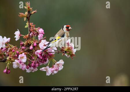 European goldfinch (Carduelis carduelis) perched on a twig of cherry blossom in spring Stock Photo
