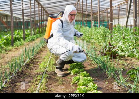 Mature farmer spraying pesticide through crop sprayer while crouching in farm Stock Photo