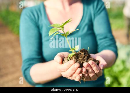Midsection of farmer holding mint plant in hand at farm Stock Photo