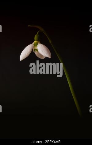 A vertical shot of an single Snowdrop with a long green stem isolated on a black background Stock Photo