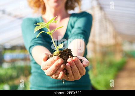 Midsection of mature female farmer holding sapling of mint in hand at farm Stock Photo
