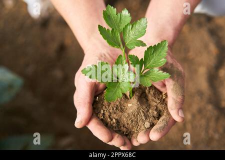 Directly above shot of farmer holding fresh sapling in hand Stock Photo