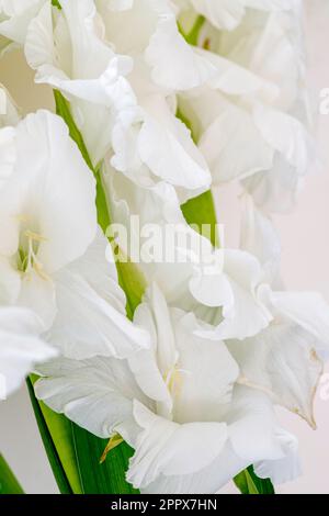White gladiolus flowers close up on a blurred background. Soft selective focus Stock Photo