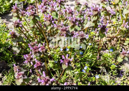 above view of deadnettle plant closeup on garden in spring day Stock Photo