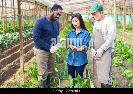 Mature female farmer discussing with male colleagues over tablet computer while standing in greenhouse Stock Photo