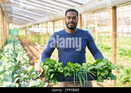 Portrait of smiling young male farmer carrying fresh harvested vegetables in crate at farm Stock Photo