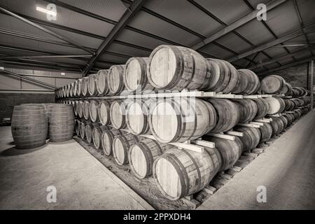 Many rows of traditional full whisky barrels, set down to mature, in a large warehouse facility, with acute perspective Stock Photo