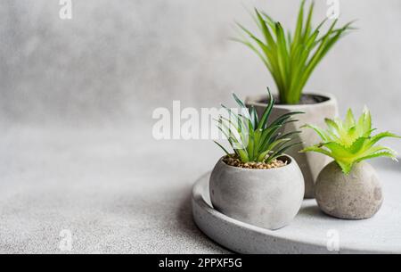 Side view of a succulent plants in the concrete pot, on the same material plate and table Stock Photo