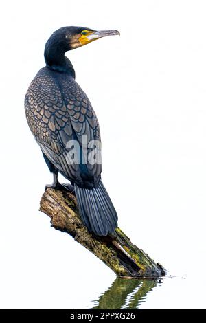 Back view of great cormorant with black feathers standing on tree trunk in pond with reflection in water surface Stock Photo