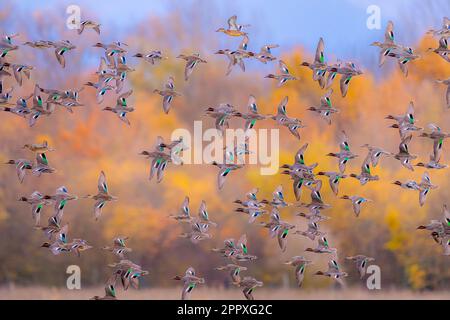 Side view of Eurasian teal birds with colorful plumage flying together in flock against blurred background Stock Photo