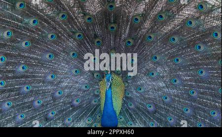 A peacock displaying his beauty in the morning at Yala National Park Sri Lanka..(Image Credit:Kenula Pathirathna) Stock Photo