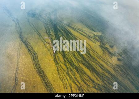 Aerial view of green salty lagoon with dark of flows in wetland of La Mancha in Spain covered with haze Stock Photo