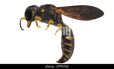 Extreme macro photography of a wasp isolated on white background high quality details - 3D rendering Stock Photo