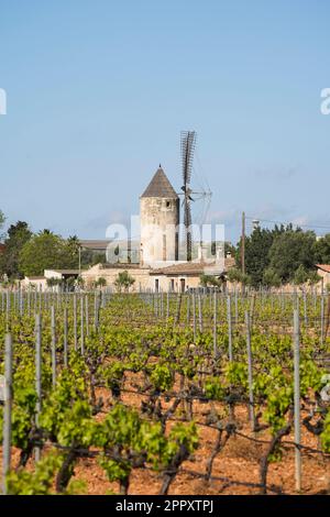 Mallorca Spain. Jose ferrer winery, vineyards, with old windmill in background, Mallorca, Balearic Islands, Spain. Stock Photo