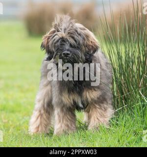 Baby tibetan hot sale terrier