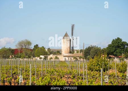 Jose ferrer winery, vineyards, with windmill in background, Mallorca, Balearic Islands, Spain. Stock Photo