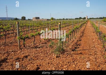 Jose ferrer winery, vineyards, Mallorca, Balearic Islands, Spain. Stock Photo