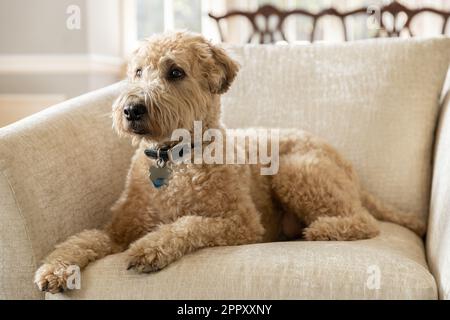 A brown, soft-coated wheaten terrier and poodle mix dog laying on a brown chair with a blurred background. Stock Photo