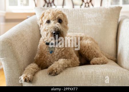 A brown, soft-coated wheaten terrier and poodle mix dog laying on a brown chair with a blurred background. Stock Photo