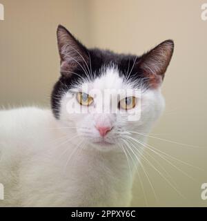 cat Stock Photo