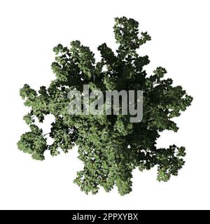 Japanese Maple Tree isolated on white background top view Stock Photo
