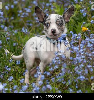 chihuahua Stock Photo