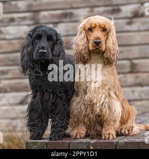 English cocker spaniel Stock Photo