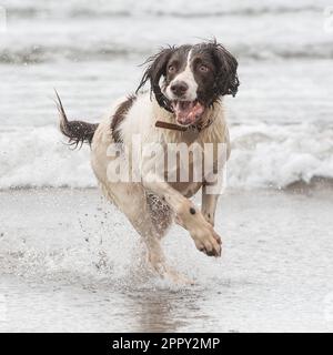 English Springer Spaniel running in sea Stock Photo