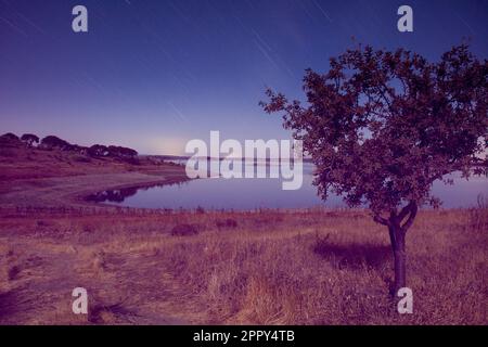 long exposure of landscape with tree and lake behind, star trails in the sky Stock Photo