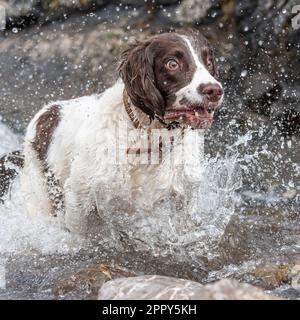 English Springer Spaniel running through waater Stock Photo