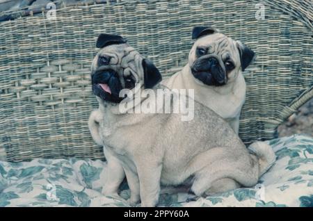 Two pugs comically sitting on wicker couch with cushion Stock Photo